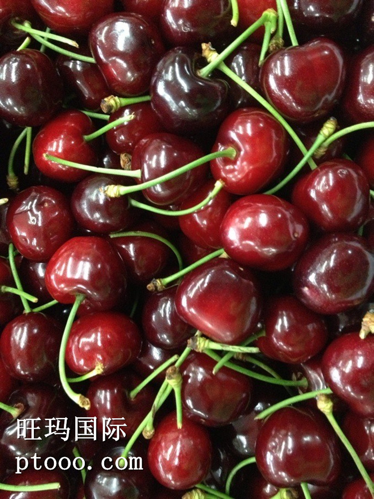 new zealand imports imports top-fresh cherry fruit cherry mong