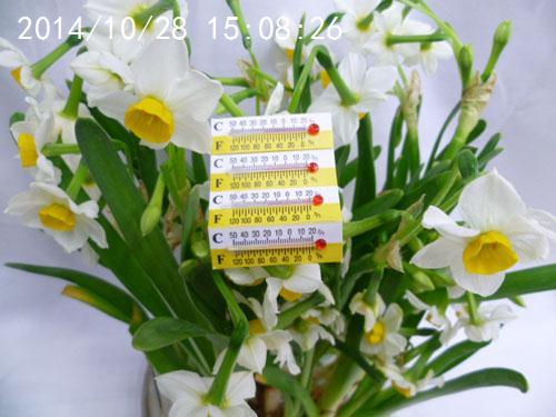 paper small thermometer cartoon thermometer yellow and white two-color small thermometer 3.9*1.1