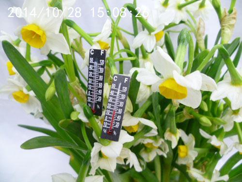 factory direct sales paper small thermometer cartoon fish tank glass thermometer accessories