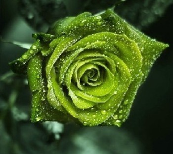 绿玫瑰
