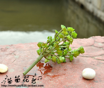苗苗花艺生产厂家批发多肉植物热卖小盆景盆栽