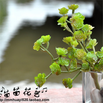 苗苗花艺生产厂家批发多肉植物热卖小盆景盆栽