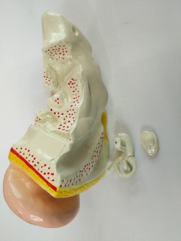 耳模型 耳朵解剖结构内耳迷路模型耳鼻喉科 人