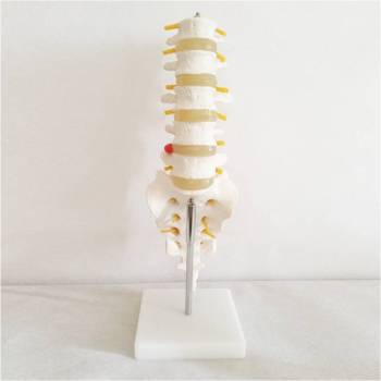 正常腰椎二三四节模型自然大小型腰椎带尾椎骨