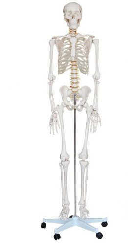 bone model 170cm medical teaching model skeleton anatomy joint teaching model