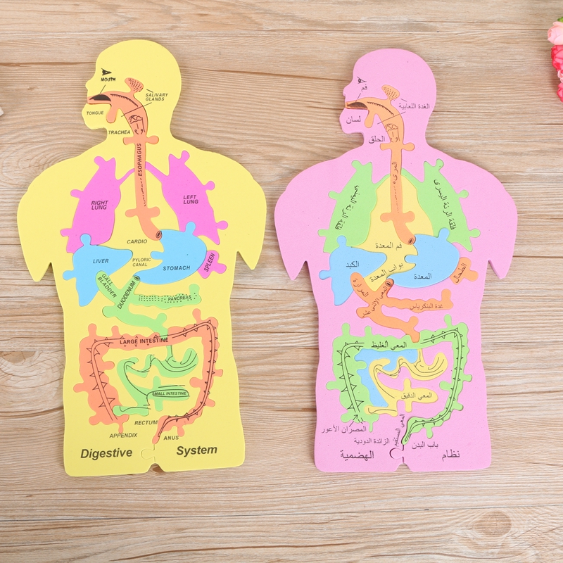 人体消化系统拼图人体内脏模型拼图科学教学教具diy