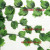Green maple leaf begonia leaf grape leaf false vine