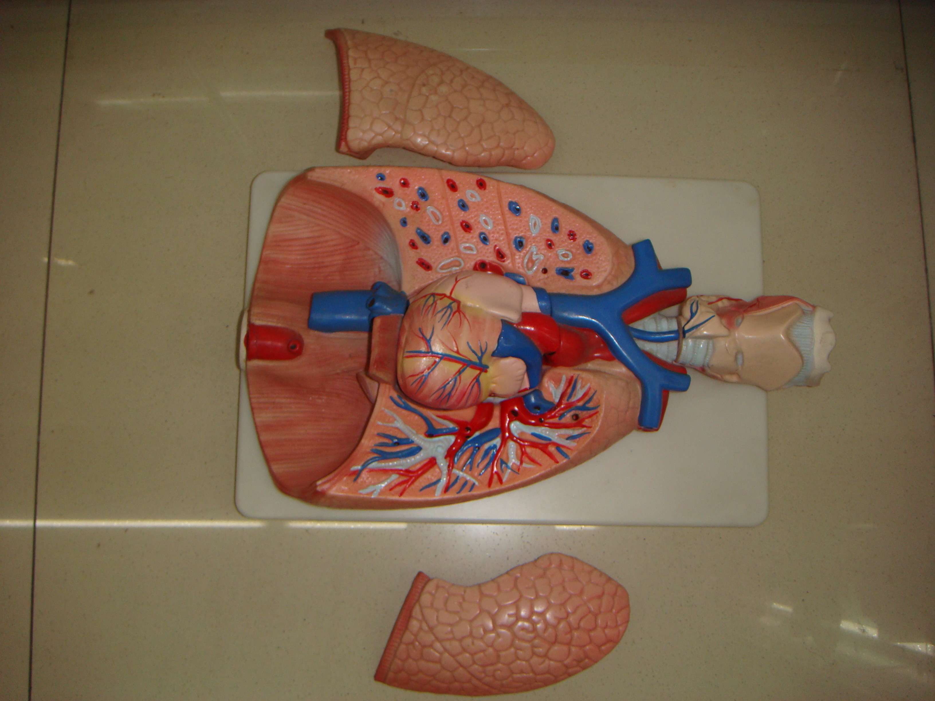 喉心肺解剖模型 人体模型 人体器官教学模型 呼吸系统模型_青华科教