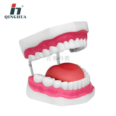 Dental hygienic model for children toothbrushing toy dentistry demonstration construction medical teaching.