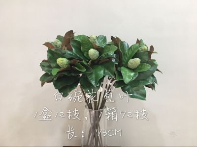 Orchid jin (flower know flower industry) white bowl bud leaf