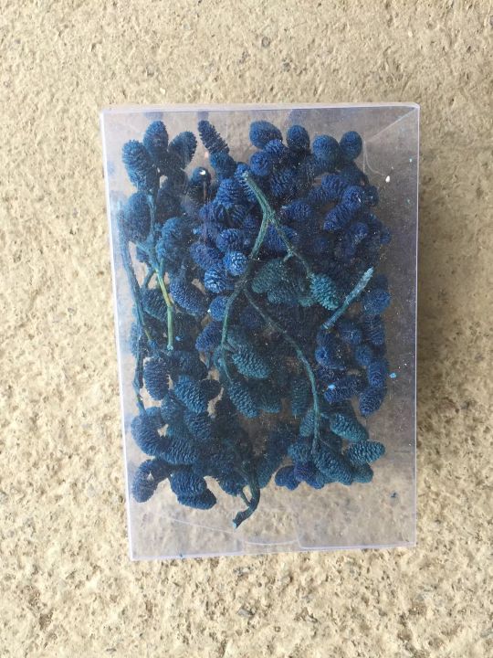 保鲜花永生花 小桑果 桑葚果