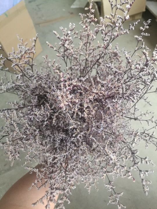 永生保鲜花 情人草 插花 工艺品 浮游瓶配草