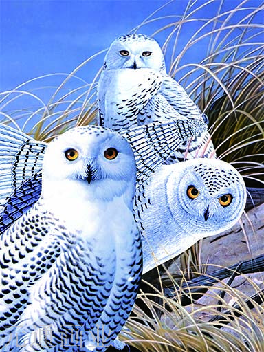 3D画。三维立体画，5D画，装饰画，相框