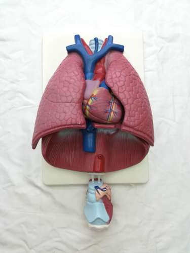 qh3322 Throat Heart and Lung Three-Finger Peak