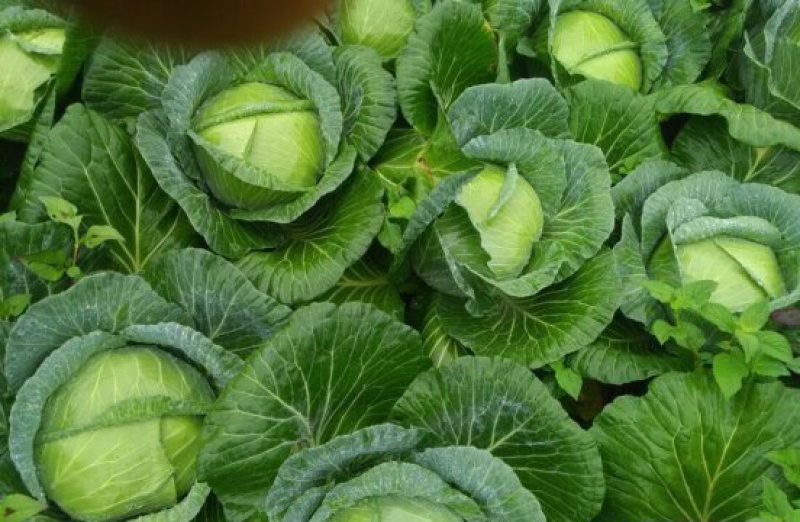 high flat cabbage cabbage oblate 2-3 kg outdoor winter vegetable