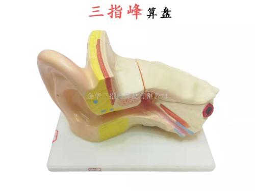 human organ understanding human body model ear anatomy model children‘s scientific research experiment supplies three-finger peak