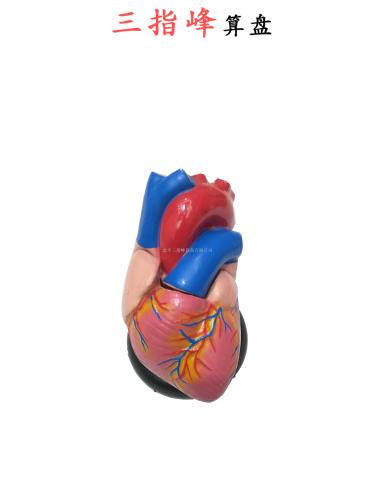 ZS Small Heart Heart Anatomy Model Human Organ Medical Biological Equipment Teaching Aids Three-Finger Peak