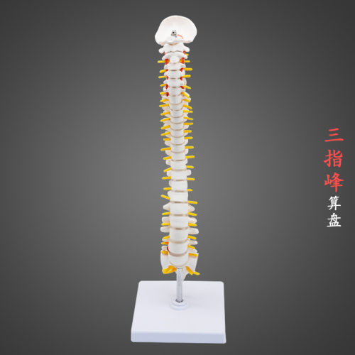 human spine model medical bone setting exercise skeleton model cervical spine lumbar spine skeleton model three-finger peak