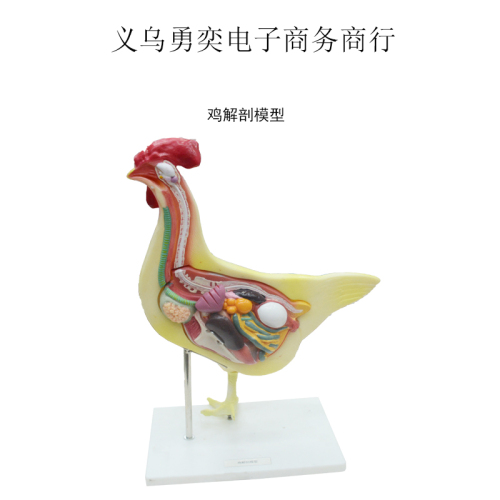 Hen Model Teaching Instrument Model Laying Hens Anatomy Chicken Viscera Demonstration Teaching Aids Internal Structure