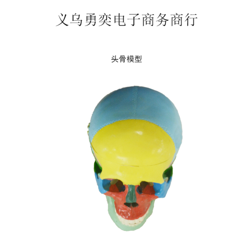 color skull model teacher use demonstration teaching aids in class skull painted 1：1 ratio courseware instrument