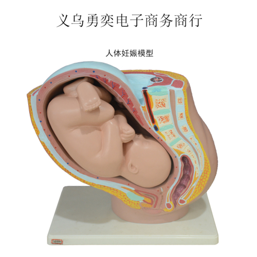 Human Pregnancy Model Fetal Demonstration Teaching Instrument Fetal Molding Teaching Aids 9 Months Fetal Pregnancy