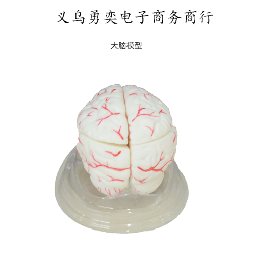 7-part teaching model biology teaching instrument with bloodshot brain