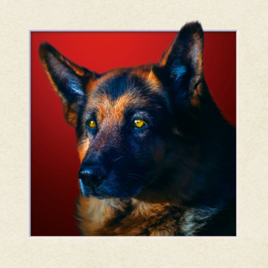 动物装饰画立体儿童房书房背景画5D超高清自粘式立体画