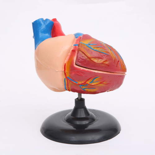 heart anatomy model natural large teaching instrument 1：1 human heart anatomy ultrasound ultrasound medical model