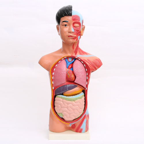 65cm trunk model human body trunk with 15 pieces internal organs back solution human specimen model medical teaching