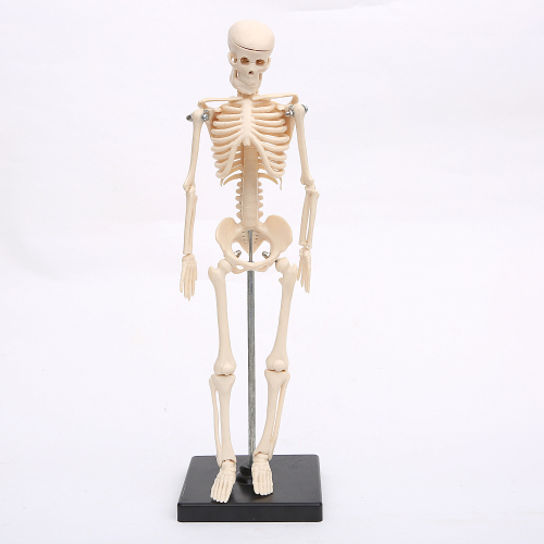 authentic medical standard human skeleton model skeleton teaching for art model