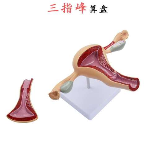 human uterine reproductive model family planning uterine genital anatomy model medical teaching three-finger peak