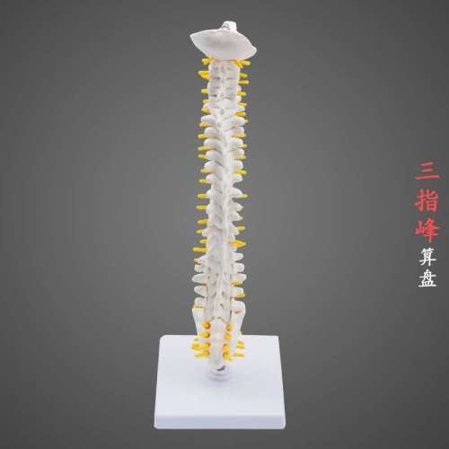 Human Spine Model Medical Bone Setting Exercise Skeleton Model Cervical Spine Lumbar Spine Skeleton Model Three-Finger Peak