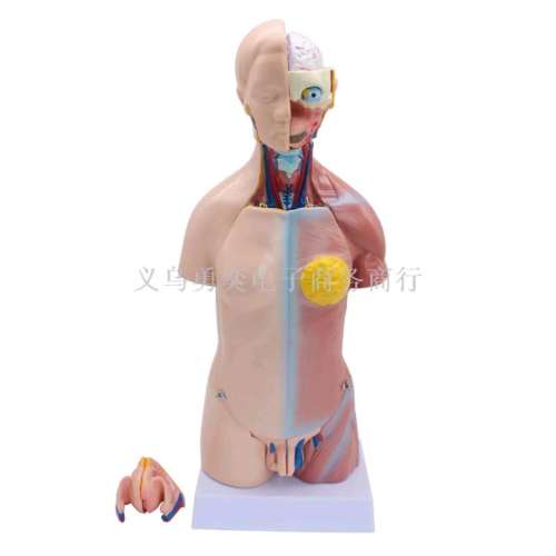 Dual Sex Male Female Trunk Belt Spine Model Human Internal Organs Anatomy Structure 23 Parts Three-Finger Peak