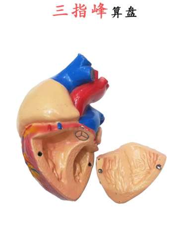 human anatomy heart model laboratory human medical organ medical circulatory system internal medicine model three-finger peak