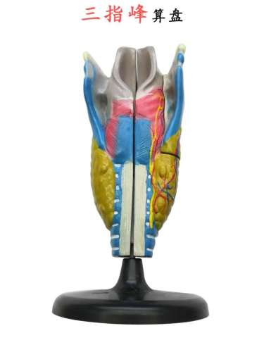 human laryngeal anatomy model organ anatomy model human specimen model three-finger peak