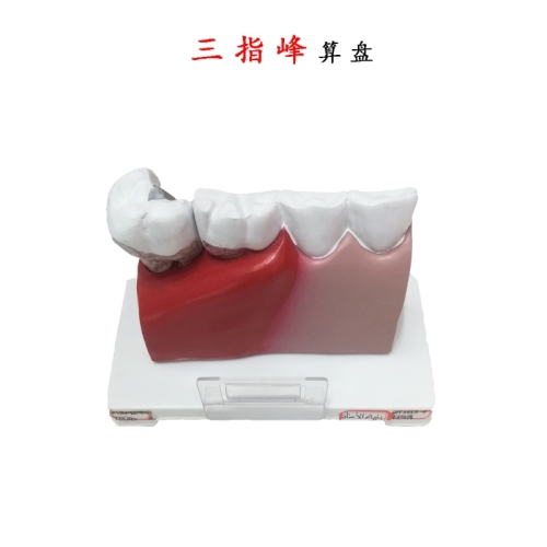 dental model oral cavity model detachable tooth anatomy model dental model teaching model three-finger peak