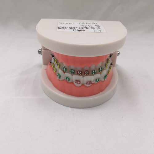 Dental Orthodontic Correction Teaching Practice Model Self-Locking Metal Ceramic Bracket Model