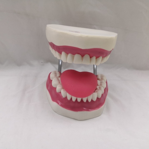 medical dental care health care model brushing demonstration model dental model oral care health care