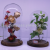 Eternal Flower Glass cover Succulent plant dust Cover Gardening a small landscape glass crafts body
