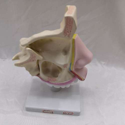 Human Nasal Anatomy Model Teaching Model Nose Model Five-Official Department Teaching Model Ear Nose and Throat 