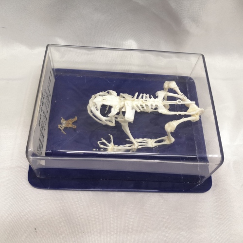 frog skeleton museum exhibition skeleton model ornaments