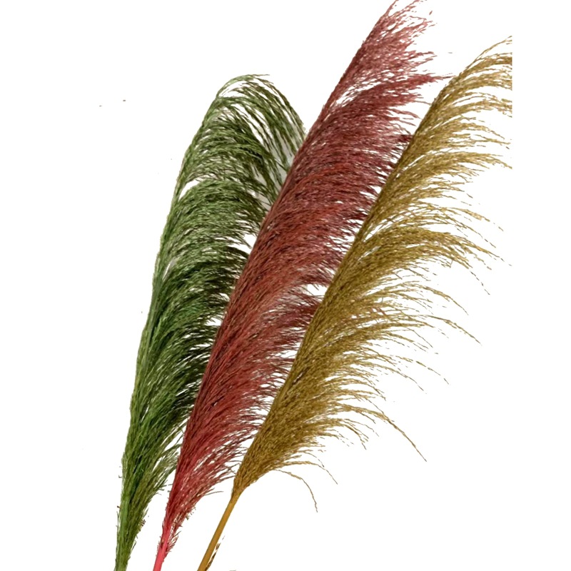 天然植物永生大芦苇保鲜花 漂白芦苇家装软装插花配材 婚庆用品