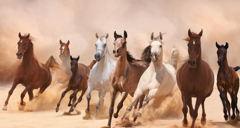 马油画壁画装饰画相框布画简欧挂画多匹马挂画抽象