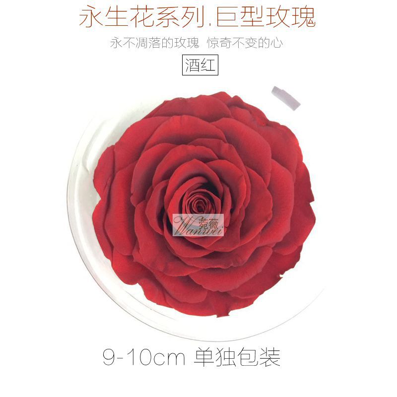 云南天然植物9-10cm巨型永生保鲜花玫瑰 小王子生日情人节礼品