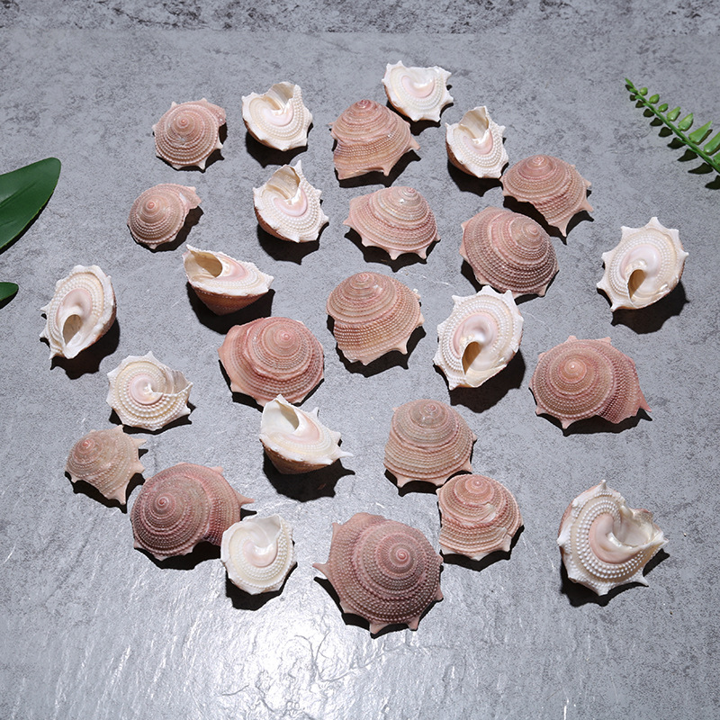 厂家直销寄居蟹天然车轮海螺贝壳装饰鱼缸造景海螺贝壳鲜花资材