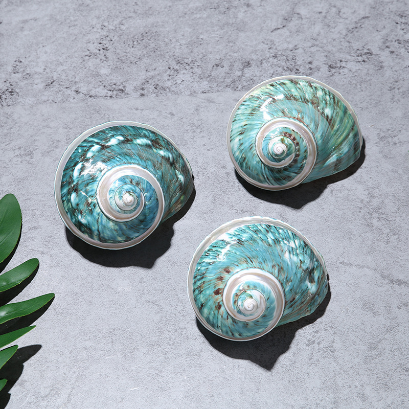 8-10cm特价大海螺天然海螺贝壳白条绿蝾螺标本螺厂家货源收藏礼品