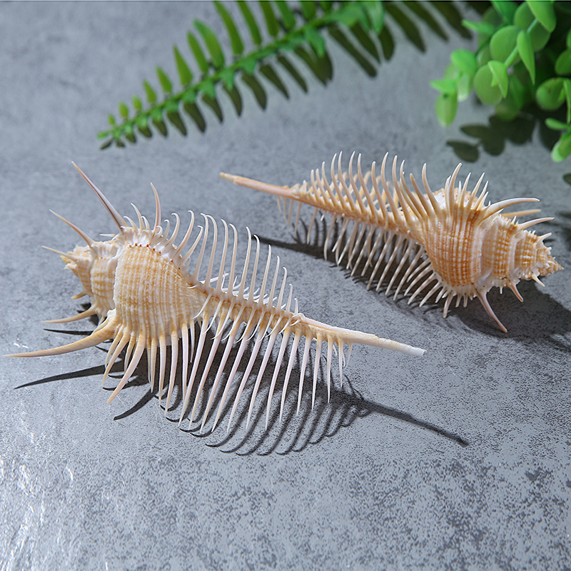 天然贝壳海螺鱼缸造景婚庆家居工艺品配件刺螺女巫螺维纳斯骨螺