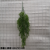 5 Fork Eucalyptus Hanging Water Plants Water Plants Hanging Accessories Plant Wall Matching