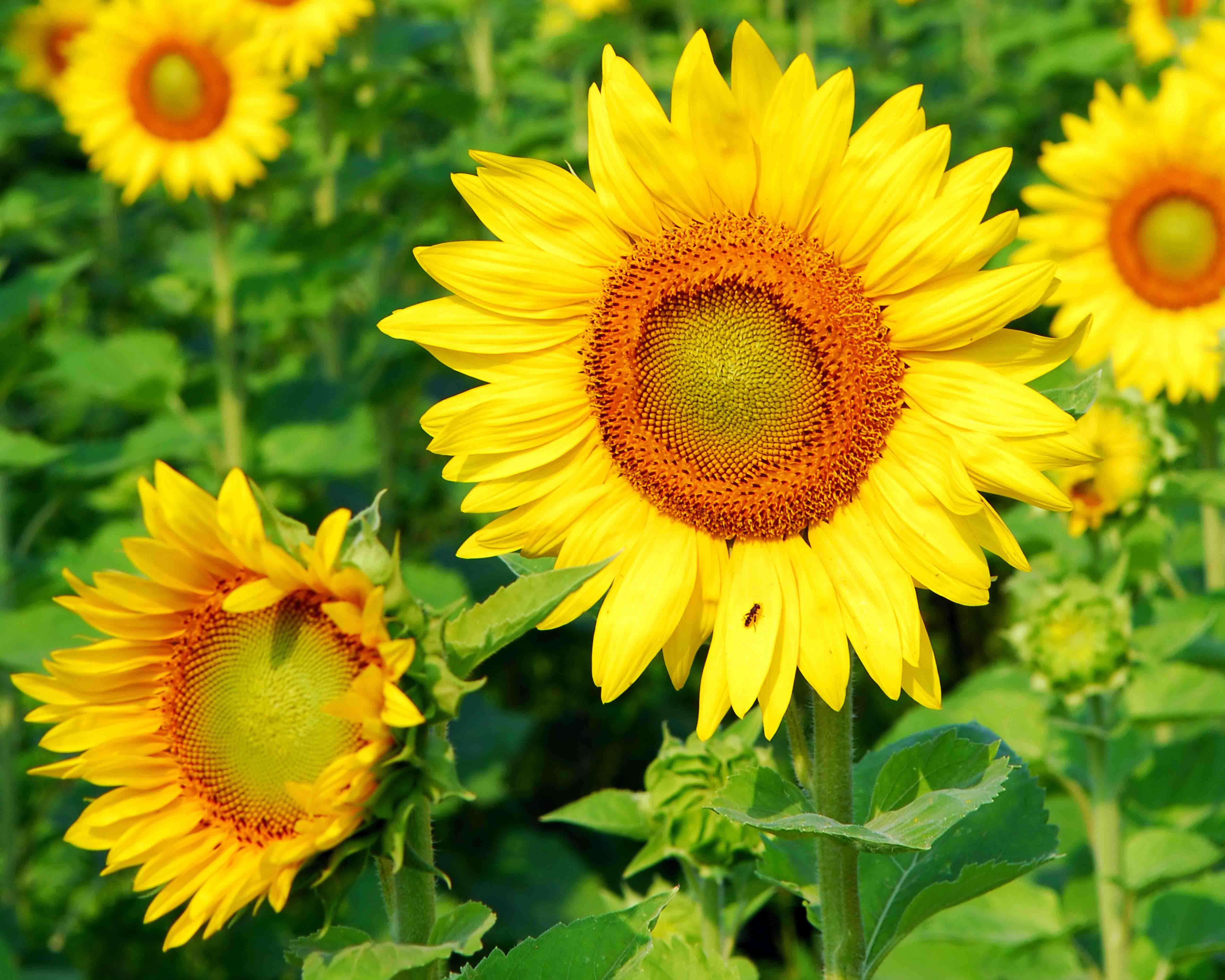 花卉太阳花风景油画壁画装饰画相框布画装饰字画挂画挂画沙发床头