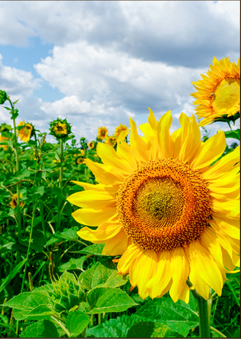油画印象派鲜花花朵向日葵装饰画芯高清图片设计素材